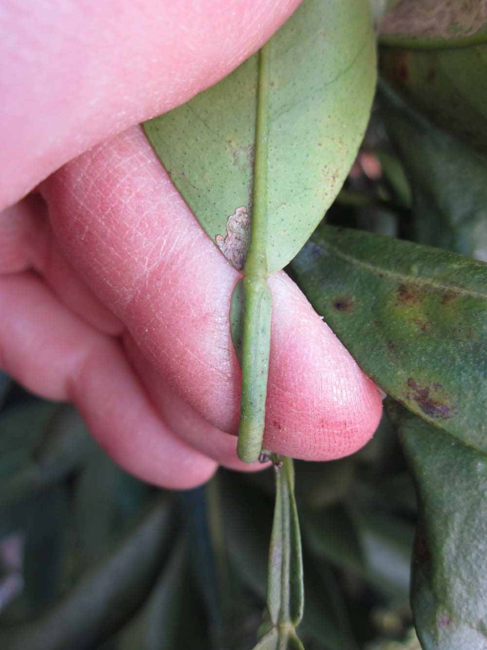              Petiole (Winter Haven, FL)       